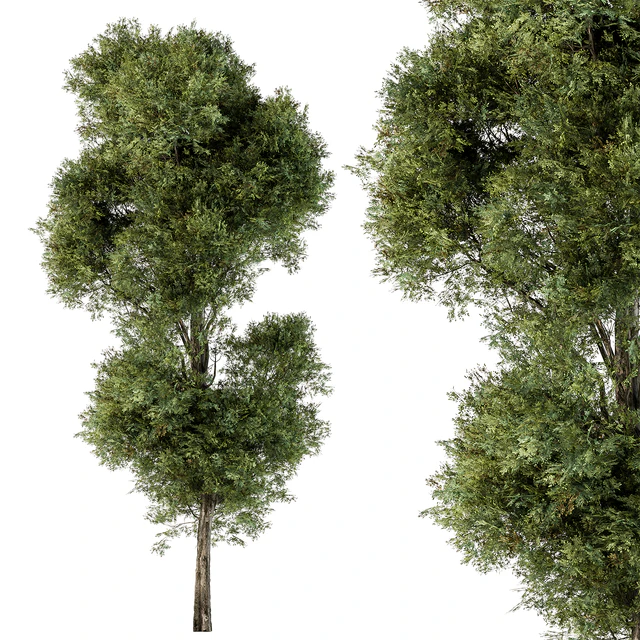 Tree Green Maple - Set 98 — Скачать