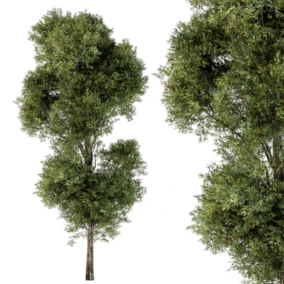 Tree Green Maple - Set 98 — Вид 1
