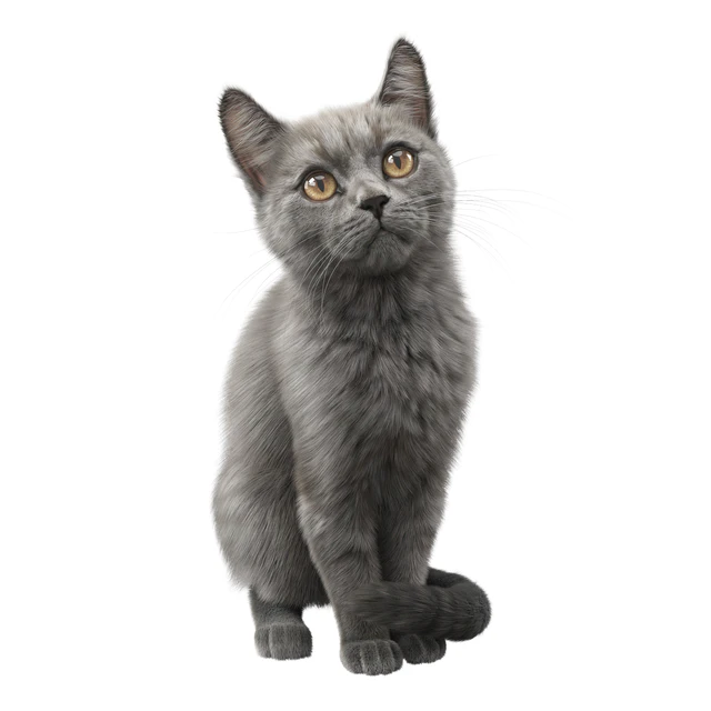 CAT FEDOR Corona — Descargar