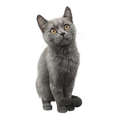 CAT FEDOR Corona — Ver 5
