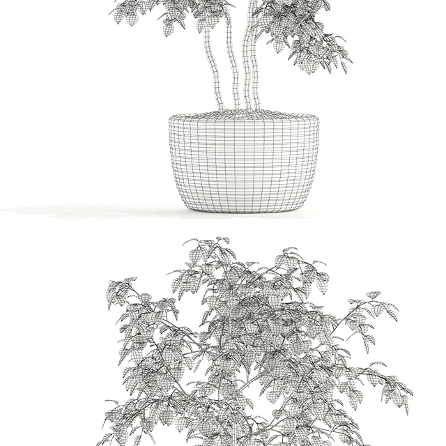 Plants collection 96 — Descargar