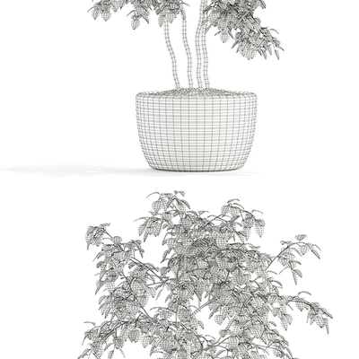 Plants collection 96 — Ver 3
