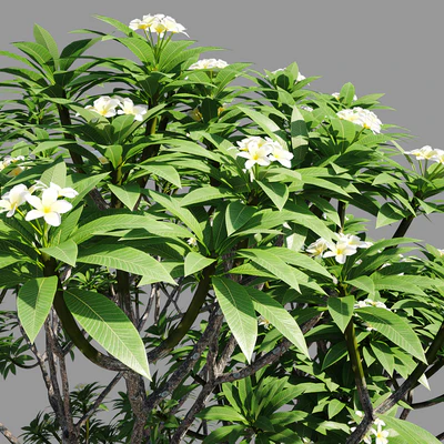 Plumeria 2 — Ver 3