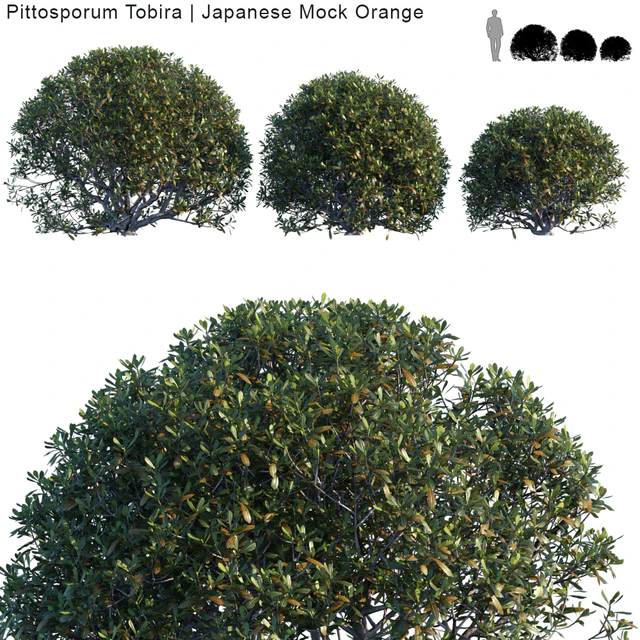 Pittosporum Tobira | Japanese Mock Orange bush — Descargar