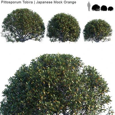 Pittosporum Tobira | Japanese Mock Orange bush — Ver 1