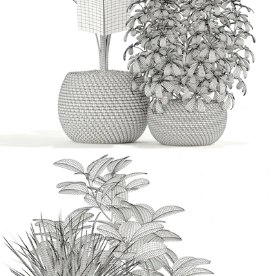 Plants collection 116 — Вид 3