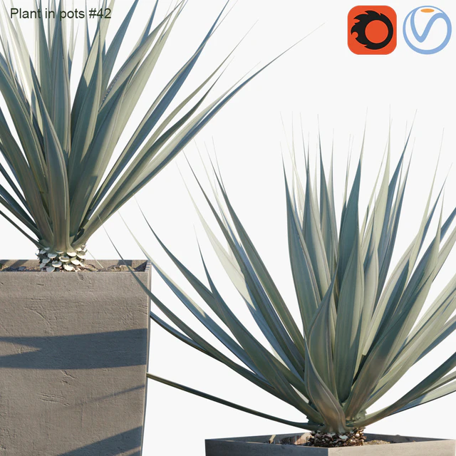 Plant in pots # 42: Agave — Descargar
