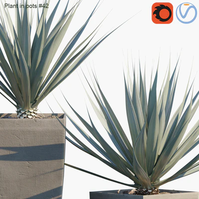 Plant in pots # 42: Agave — Ver 2