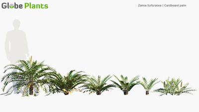 zamia furfuracea — download