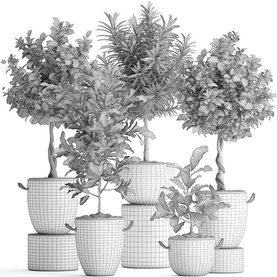 Collection of small trees in concrete pots with handles with Lemon tree, croton, oleander, citrus.  Set 437. — Ver 4