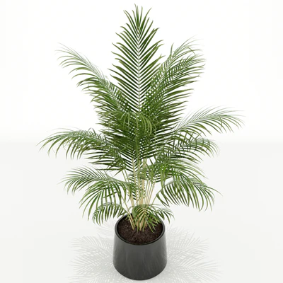 Plants collection 148 — Вид 3