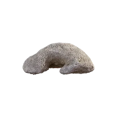 thai beach coral 008 — Descargar