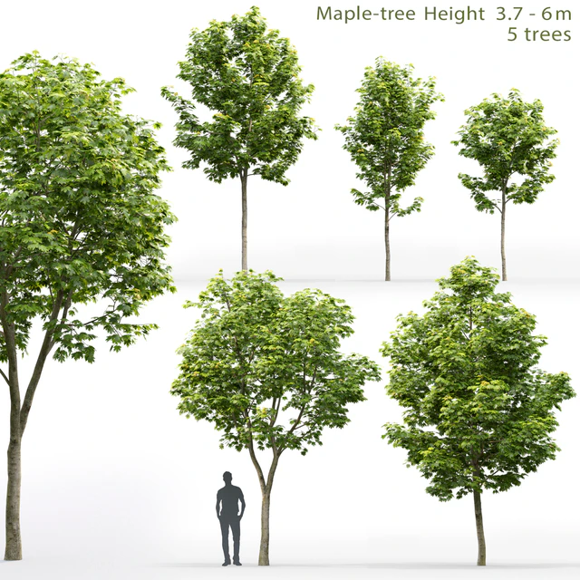Maple — Descargar