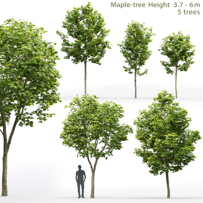 Maple — Ver 1