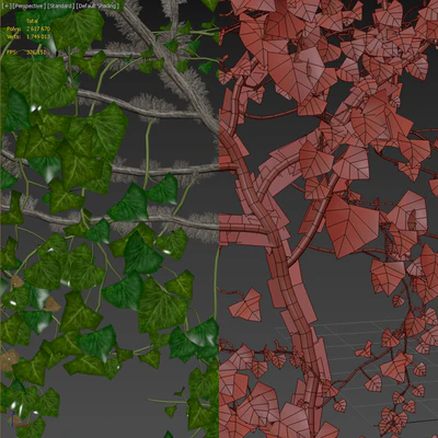 Плющ / Ivy / Hedera #1 — Вид 3