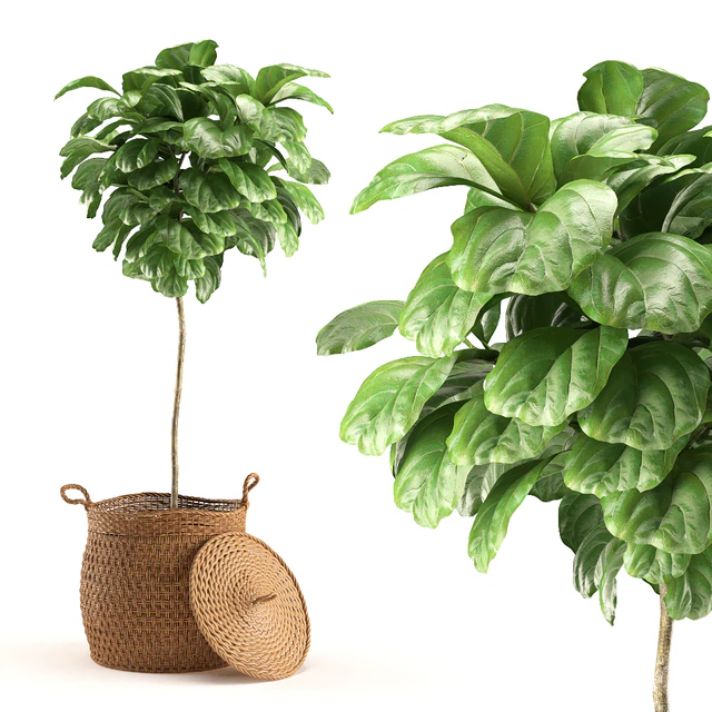 Plant 011 - Ficus Lyrata — Descargar