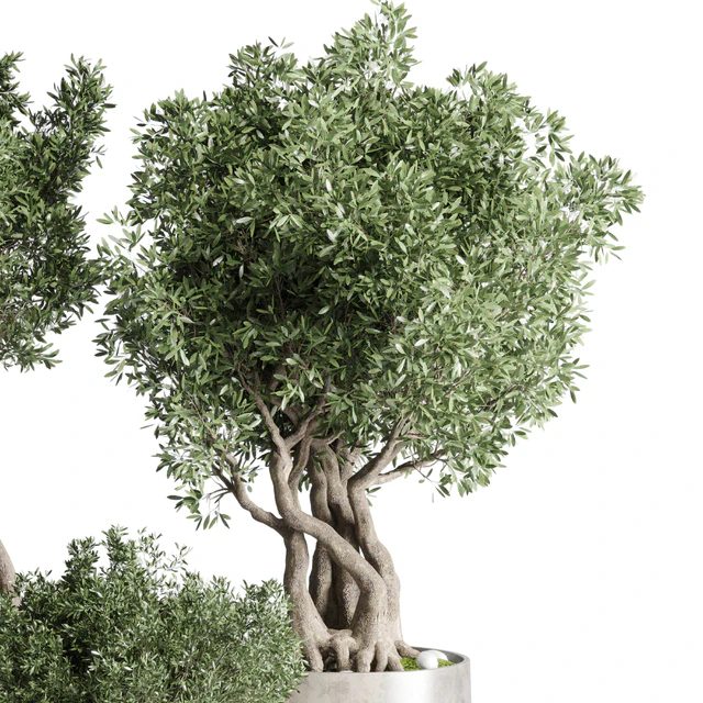 Collection Outdoor Indoor plant 77 concrete dirt vase pot tree bush — Скачать