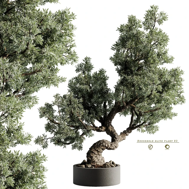 Household olive plant 03 — Скачать