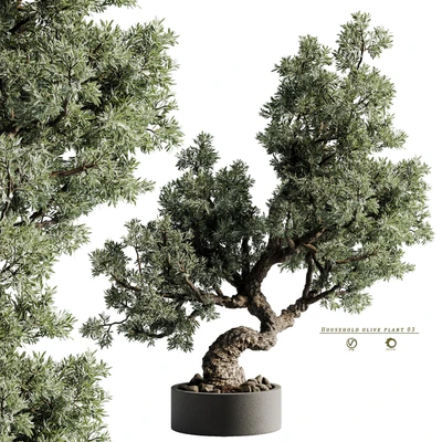 Household olive plant 03 — Вид 5