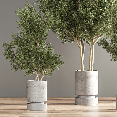 indoor plant set 14 — Вид 5