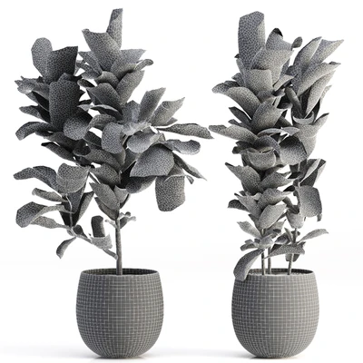 Collection of plants-006 — Вид 3