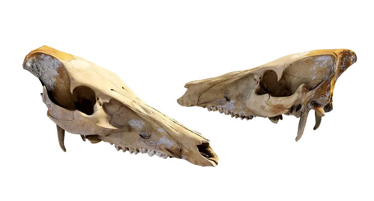 animal skull 008 — Descargar