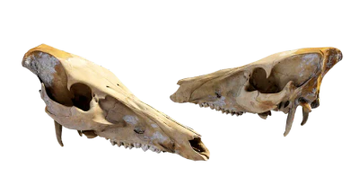 animal skull 008 — Descargar