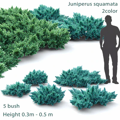 Juniper squamata # 1 — Ver 1