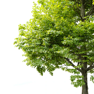 Acer campestre — Вид 4