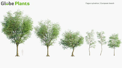 fagus sylvatica — скачать