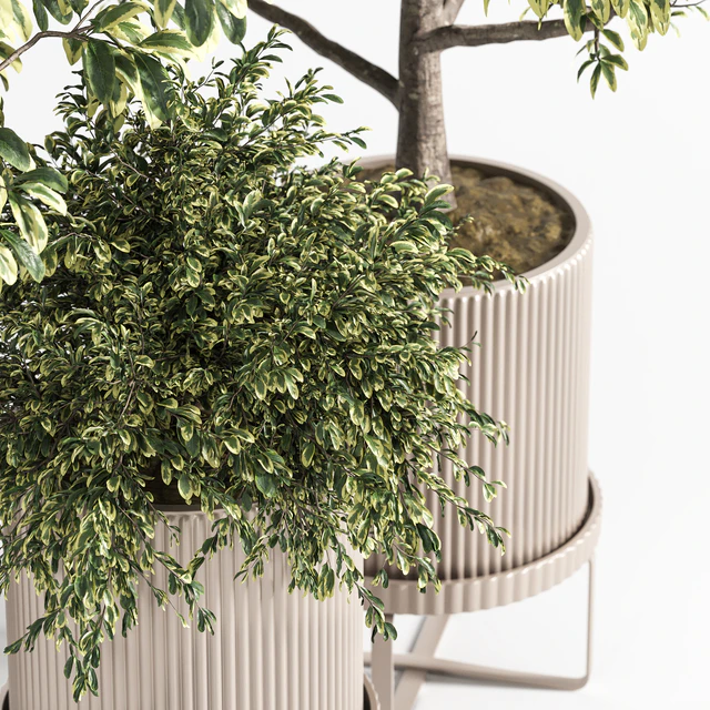 Indoor Plant Set 11 (Benjamin) — Descargar