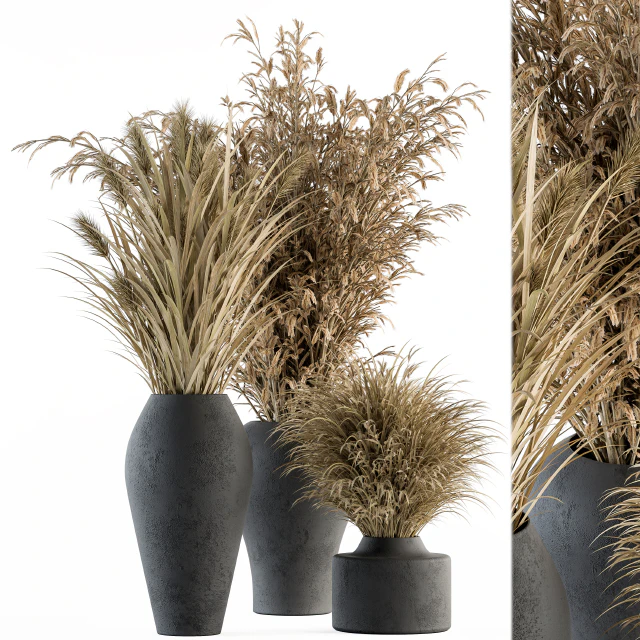 Dry plants 81 - Dried Plants Set — Descargar