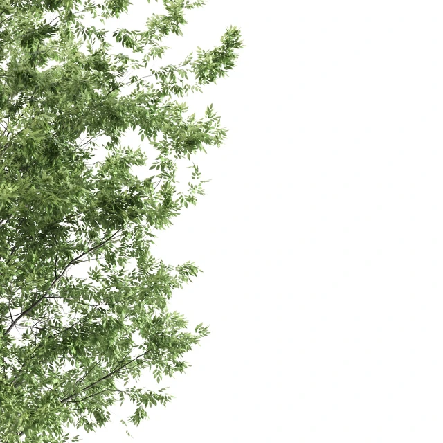 ash tree — Скачать