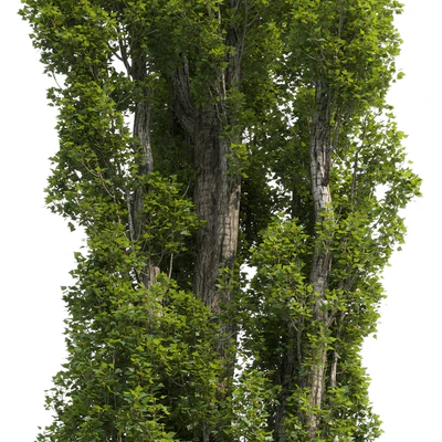 Тополь / Poplar / Populus #4 — Вид 3
