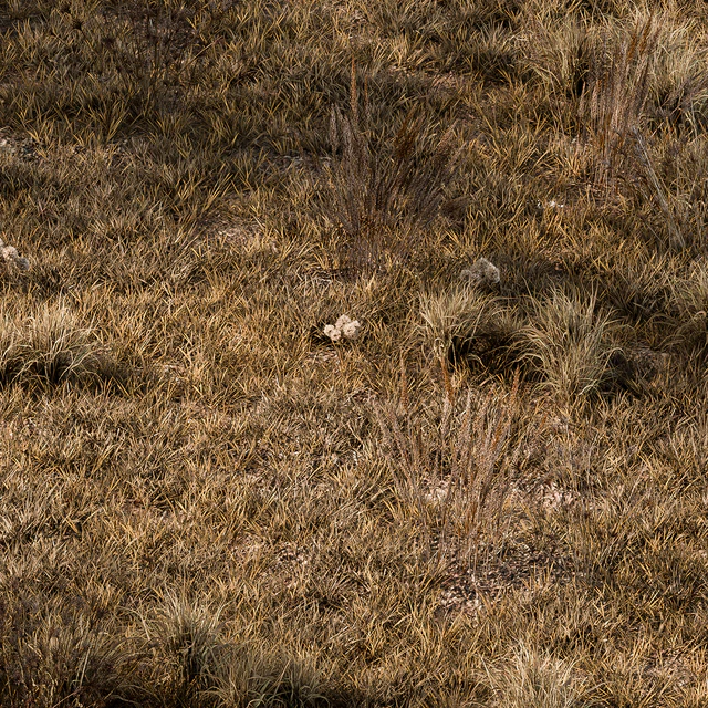 Dry Grass Set 16 — Descargar
