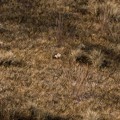 Dry Grass Set 16 — Ver 3