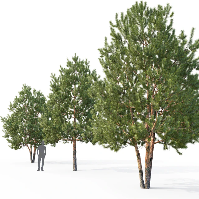 Pine — Descargar