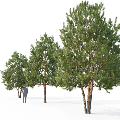 Pine — Ver 5