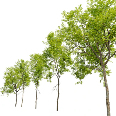 Green Ash (Fraxinus pennsylvanica)  3 — Ver 4