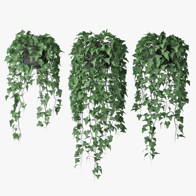 Ivy in pot 09 — Вид 1