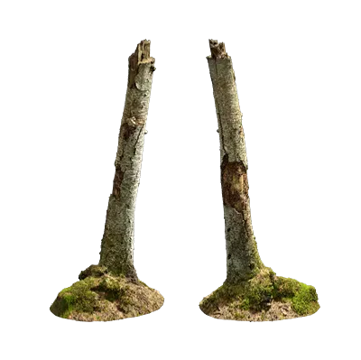 nordic forest tree stump birch medium 001 — Descargar