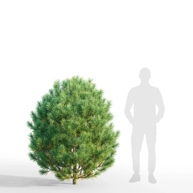 Pine — Скачать