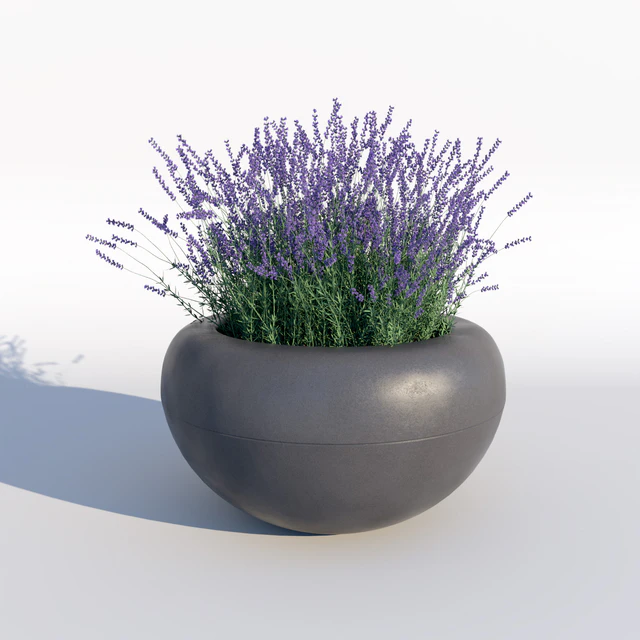 Lavender — Descargar