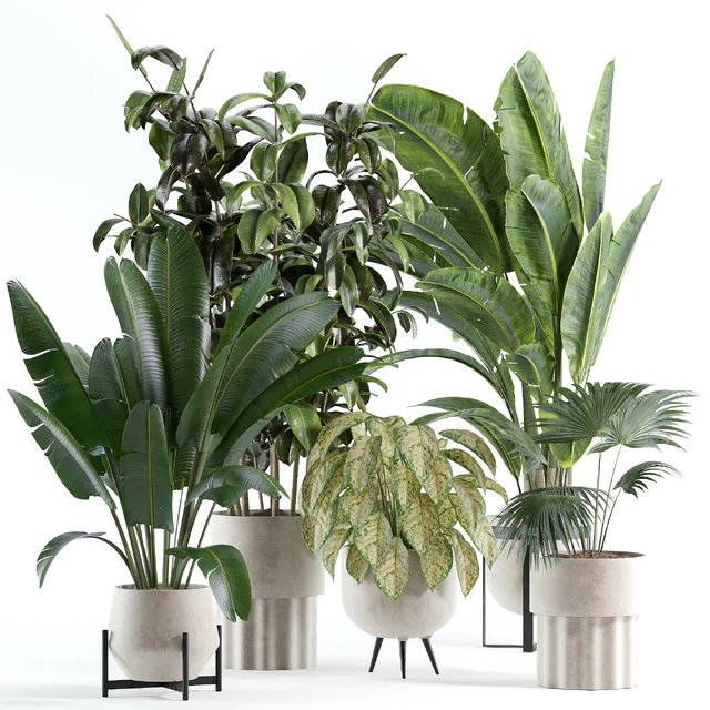 indoor plant 308 — Скачать