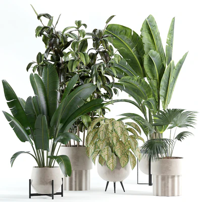 indoor plant 308 — Вид 1