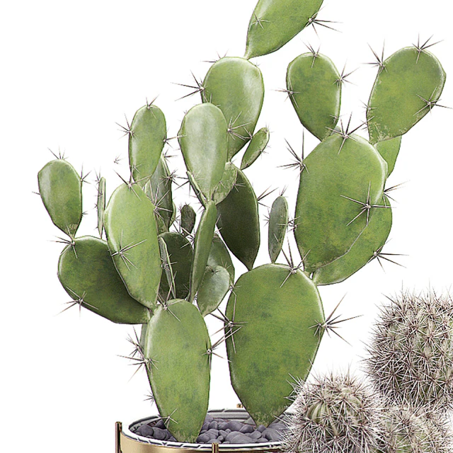 INTERIOR FLOWER PACK 19 - CACTUS. Part 3 — Descargar