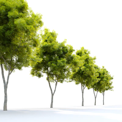 African fern pine (afrocarpus-falcatus)  2 — Ver 4