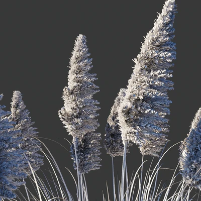 Кортадерия двудомная Розеа/Cortaderia selloana Rosea — Вид 3
