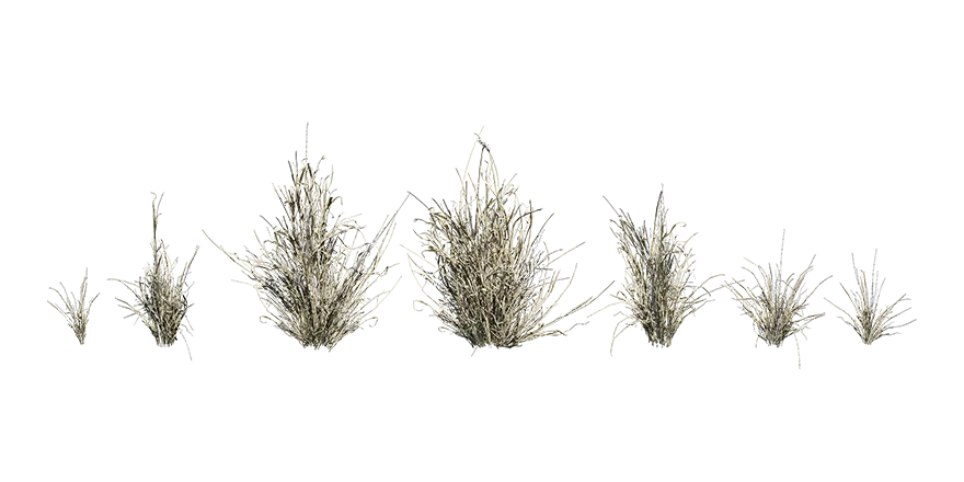 buffelgrass 001 — Скачать