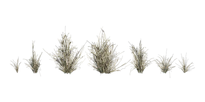 buffelgrass 001 — download